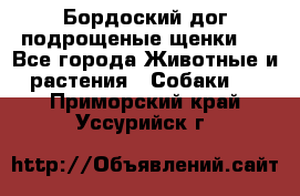 Бордоский дог подрощеные щенки.  - Все города Животные и растения » Собаки   . Приморский край,Уссурийск г.